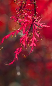 Preview wallpaper plants, leaves, autumn, red, blur