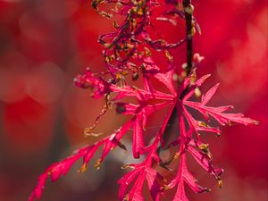 Preview wallpaper plants, leaves, autumn, red, blur