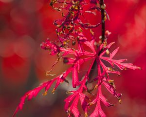 Preview wallpaper plants, leaves, autumn, red, blur