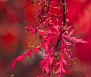 Preview wallpaper plants, leaves, autumn, red, blur