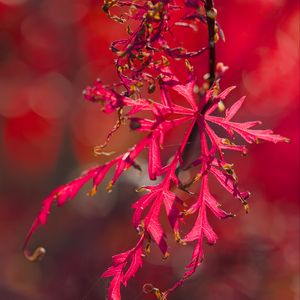 Preview wallpaper plants, leaves, autumn, red, blur