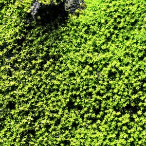 Preview wallpaper plants, leaves, background, green
