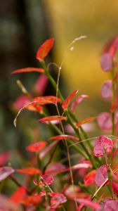 Preview wallpaper plants, leaves, blur, autumn