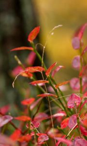 Preview wallpaper plants, leaves, blur, autumn