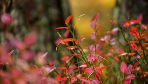 Preview wallpaper plants, leaves, blur, autumn