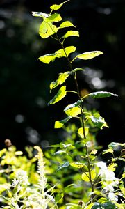 Preview wallpaper plants, leaves, branch, sunlight, nature