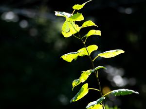 Preview wallpaper plants, leaves, branch, sunlight, nature