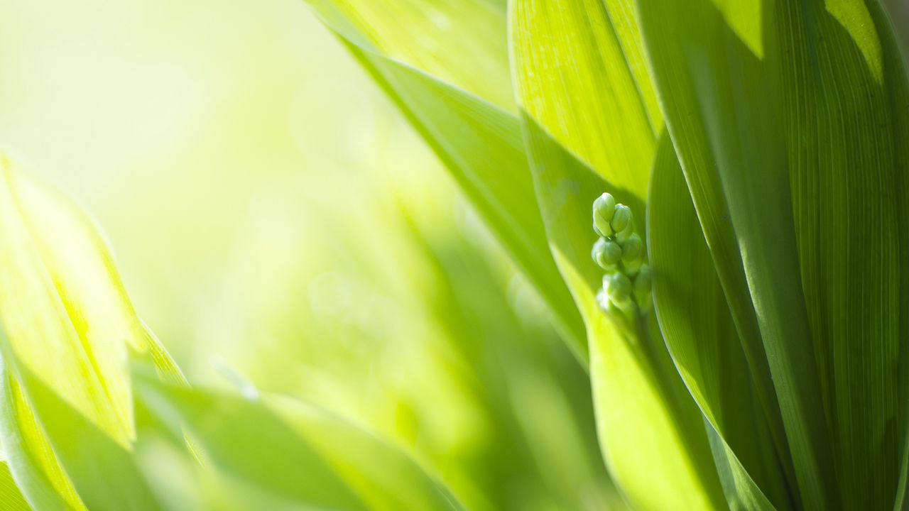 Wallpaper plants, leaves, buds, green, blur