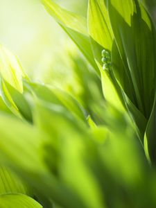 Preview wallpaper plants, leaves, buds, green, blur