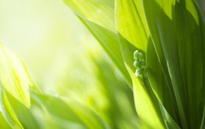 Preview wallpaper plants, leaves, buds, green, blur