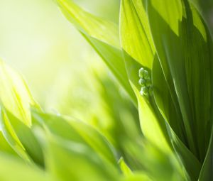 Preview wallpaper plants, leaves, buds, green, blur