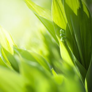 Preview wallpaper plants, leaves, buds, green, blur