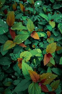 Preview wallpaper plants, leaves, dew, drops, wet