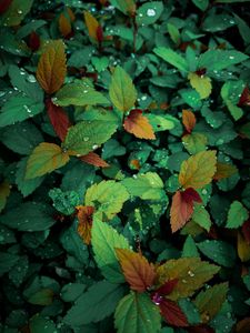 Preview wallpaper plants, leaves, dew, drops, wet