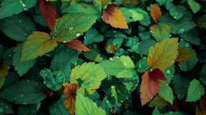 Preview wallpaper plants, leaves, dew, drops, wet