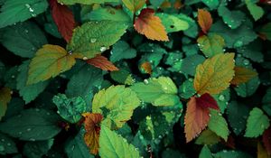 Preview wallpaper plants, leaves, dew, drops, wet