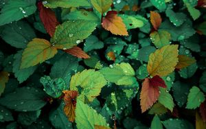 Preview wallpaper plants, leaves, dew, drops, wet