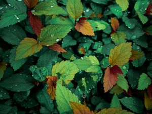 Preview wallpaper plants, leaves, dew, drops, wet