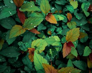 Preview wallpaper plants, leaves, dew, drops, wet