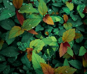 Preview wallpaper plants, leaves, dew, drops, wet