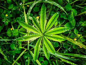 Preview wallpaper plants, leaves, drops, macro