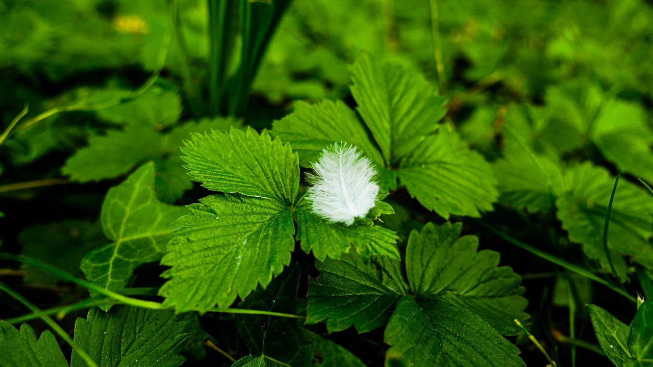 Wallpaper plants, leaves, feather, macro, green hd, picture, image