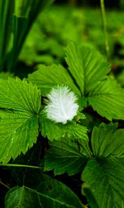 Preview wallpaper plants, leaves, feather, macro, green