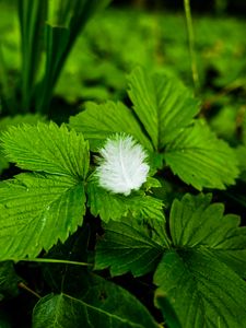 Preview wallpaper plants, leaves, feather, macro, green