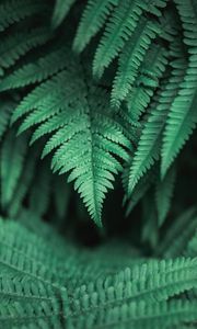 Preview wallpaper plants, leaves, fern, green, macro