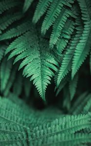 Preview wallpaper plants, leaves, fern, green, macro