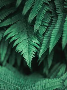 Preview wallpaper plants, leaves, fern, green, macro