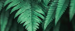 Preview wallpaper plants, leaves, fern, green, macro