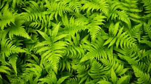 Preview wallpaper plants, leaves, ferns, green