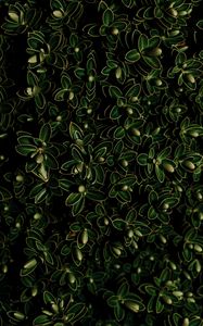 Preview wallpaper plants, leaves, green, dark, closeup