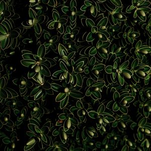 Preview wallpaper plants, leaves, green, dark, closeup