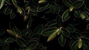 Preview wallpaper plants, leaves, green, dark