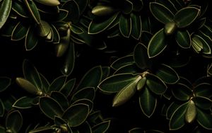 Preview wallpaper plants, leaves, green, dark