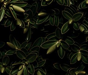 Preview wallpaper plants, leaves, green, dark