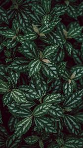 Preview wallpaper plants, leaves, green, white, macro