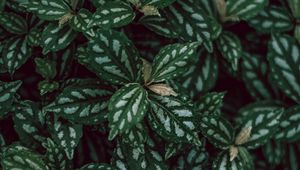 Preview wallpaper plants, leaves, green, white, macro
