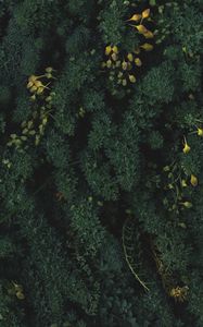 Preview wallpaper plants, leaves, green, vegetation