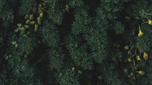 Preview wallpaper plants, leaves, green, vegetation