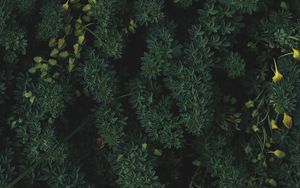 Preview wallpaper plants, leaves, green, vegetation