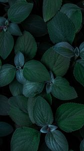 Preview wallpaper plants, leaves, green, closeup