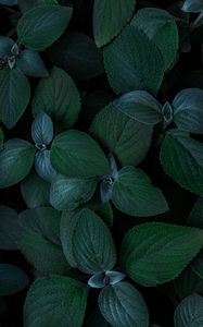 Preview wallpaper plants, leaves, green, closeup