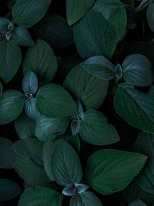 Preview wallpaper plants, leaves, green, closeup