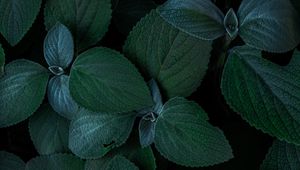Preview wallpaper plants, leaves, green, closeup