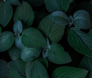 Preview wallpaper plants, leaves, green, closeup