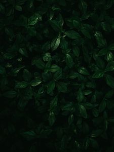 Preview wallpaper plants, leaves, green, macro