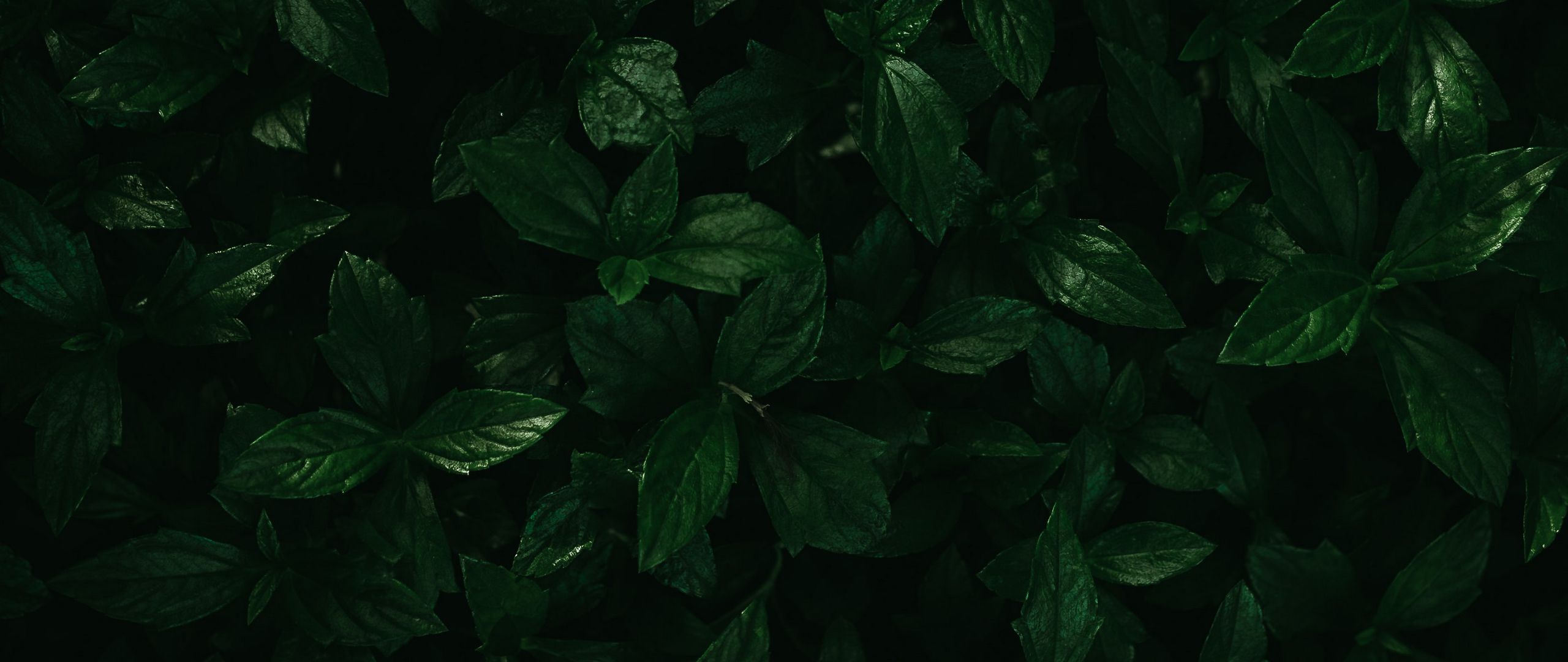 Download wallpaper 2560x1080 plants, leaves, green, macro dual wide ...